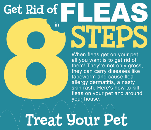 Best treatment to outlet get rid of fleas