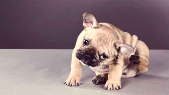 how do you treat impetigo in puppies at home