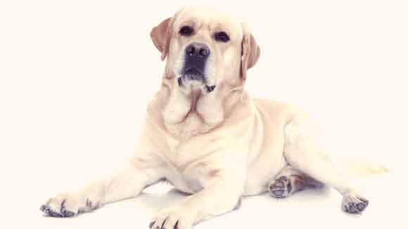 Yellow lab on white background