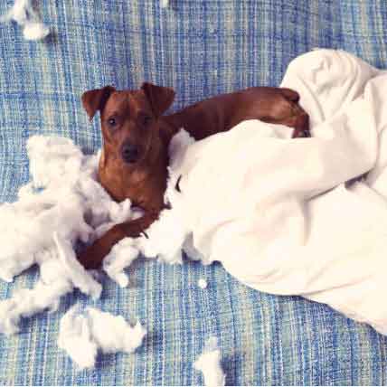 10 Steps to Puppy-Proofing Your Home