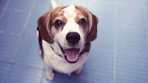 10 Things I Wish I Considered Before I Got My Dog
