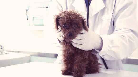 Smalll Puppy Getting Checked Out By The Veterinarian