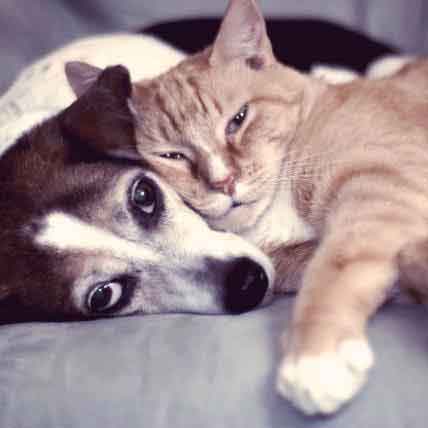 Image for 11 Ways to Save Money on Pets