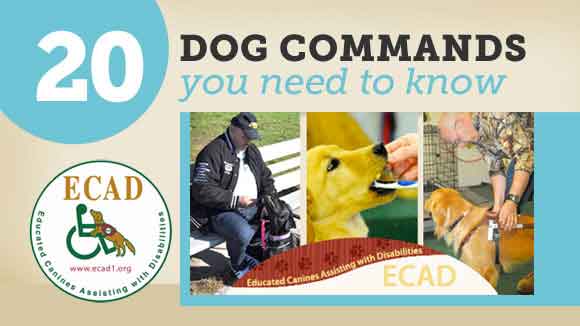 20 Dog Commands You Need to Know