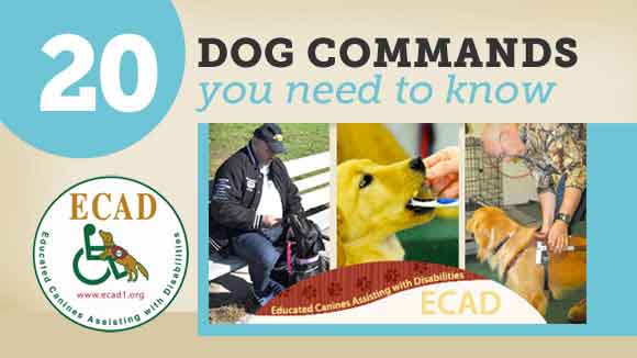 what commands do guide dogs need to know