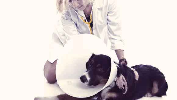 A Dog With An Elizabeth Collar Getting Checked By A Veterinarian