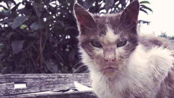 3 Common Symptoms Cat Rabies Large