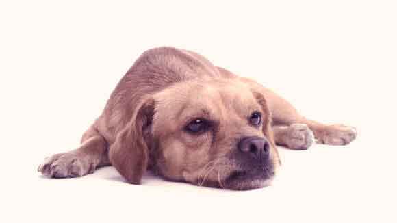 what causes diarrhea in dogs
