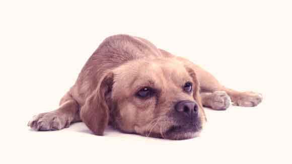 How To Get Rid Of Diarrhea In Puppies Petcarerx