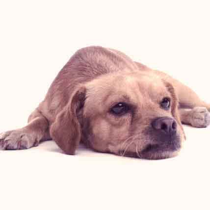 what to feed your dog when they have diarrhea