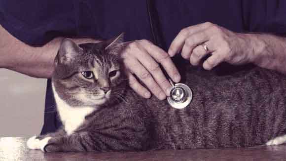 flea treatment for cats with kidney disease