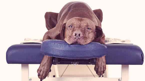 A Dog Laying On A Massage Table