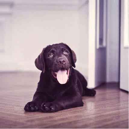 flea treatment for dogs with sensitive skin