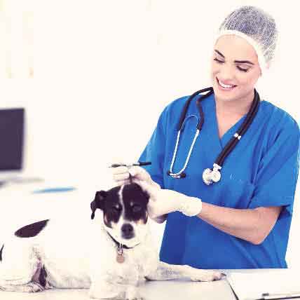 Image for 5 Questions to Ask When Your Dog Has Cancer