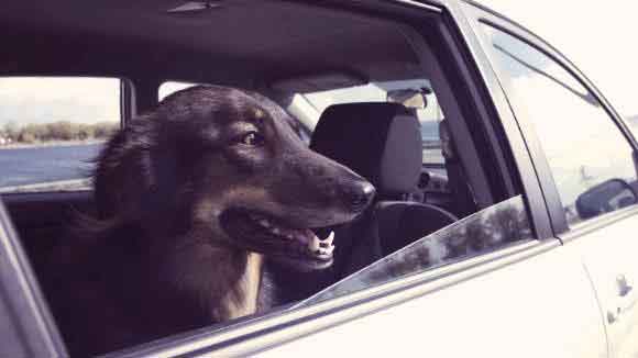 A Dog Riding In A Car Looking Out Of The Window