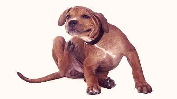 hair loss in dogs no itching