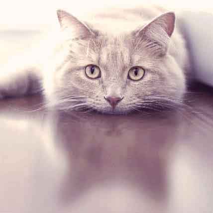 Do Cats Get Annoyed? Signs & What to Avoid - Catster