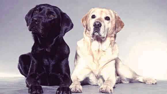 A Pair of Black And Yellow Labrabdor Retreievers Sitting Together