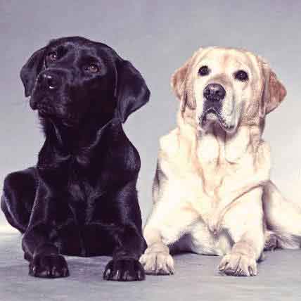Image for The 7 Easiest Dogs to Train