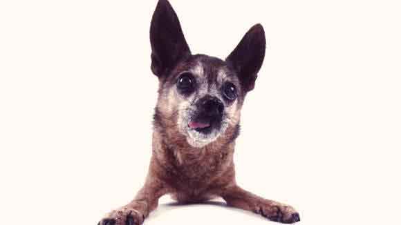 Old Chihuahua