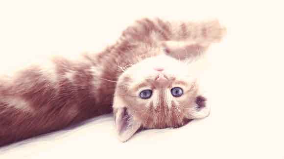 A Kitten Laying On His Back