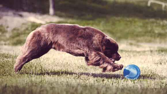 Top 9 Tricks to Teach Your Dog Now