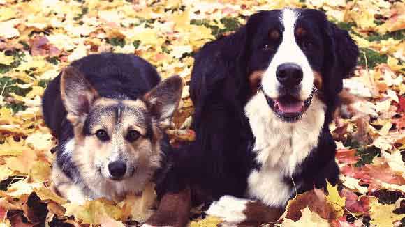 Bernese Moutain Dog And A Welsh Corgi Sitting In Leaves