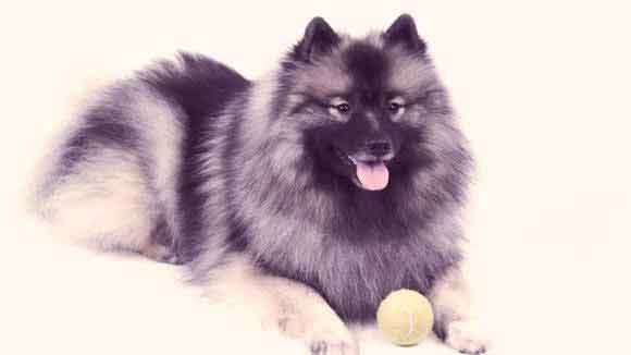 AKC Recognized Breeds