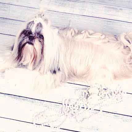 shih tzu for dummies