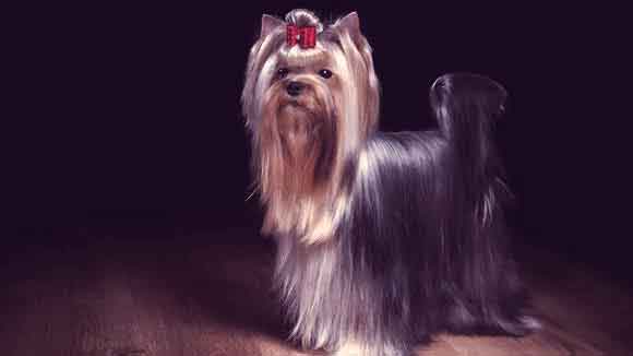 About Yorkshire Terriers