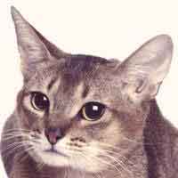 The Characteristics Of Various Cat Breeds - Escalon Times