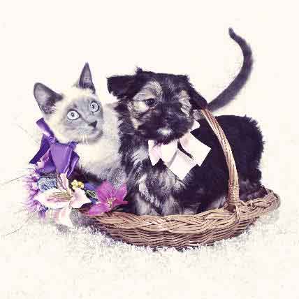 How to Adopt a Dog or Cat: Every Question Answered