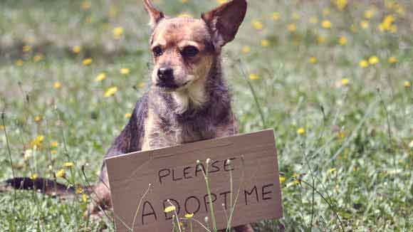 Chihuahua and "Adopt Me" Sign
