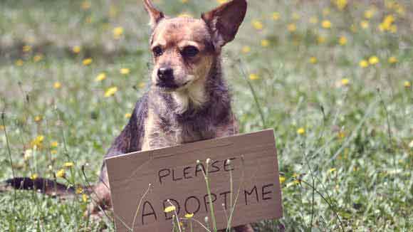 dog in shelter