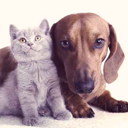 How Your Pet’s Whiskers Help Them See Better, and More | PetCareRx