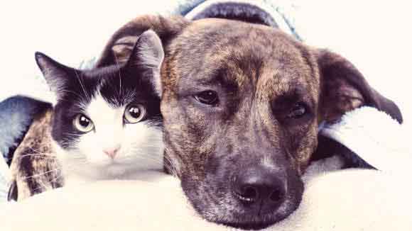 Dog And Cat Laying Together