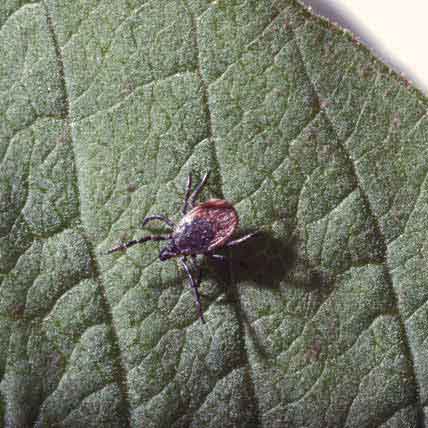 Image for All About Ticks