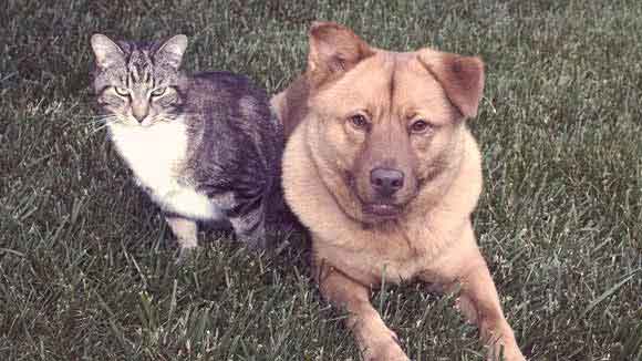 Allergies in Dogs and Cats
