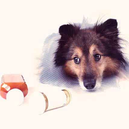 can dogs take bactrim for kennel cough