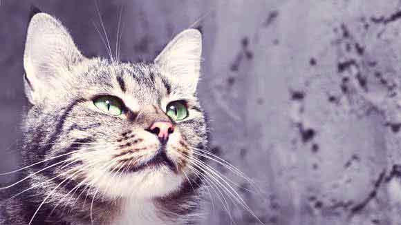 Antibiotics For Cats Petcarerx