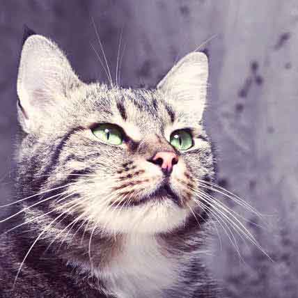 antibiotics for cat eye infection