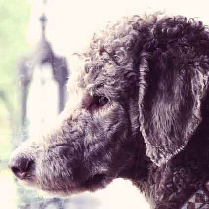 toy poodle separation anxiety