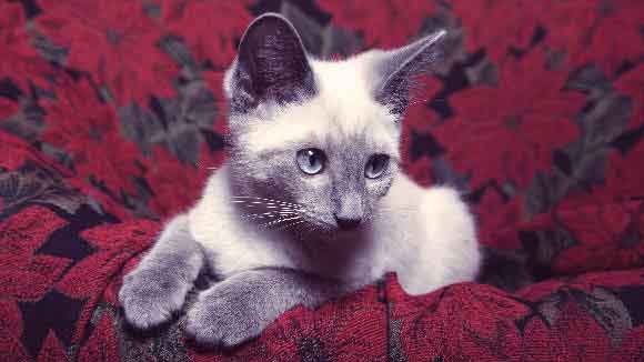 Are Poinsettias Poisonous to Cats?  PetCareRx