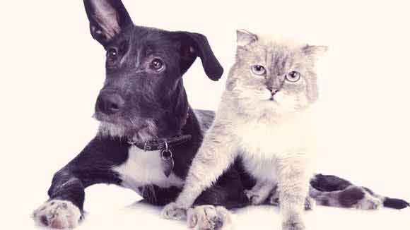 Arthritis in Dogs and Cats 101