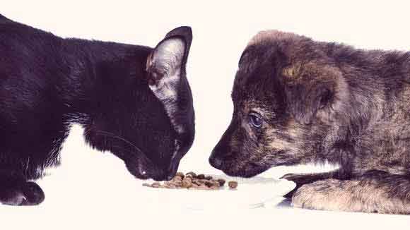 ash in cat food