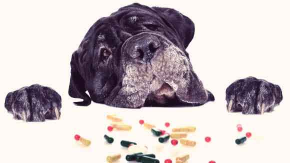 Dog Looking Onto A Table With Medication Spread All Over