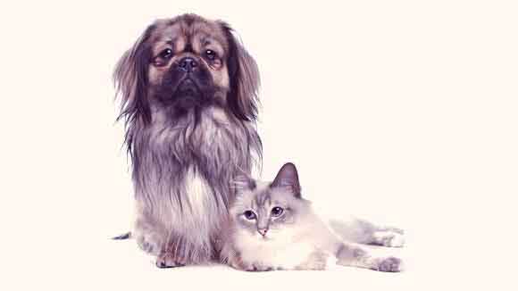 Asthma in Cats and Dogs - Causes and Concerns
