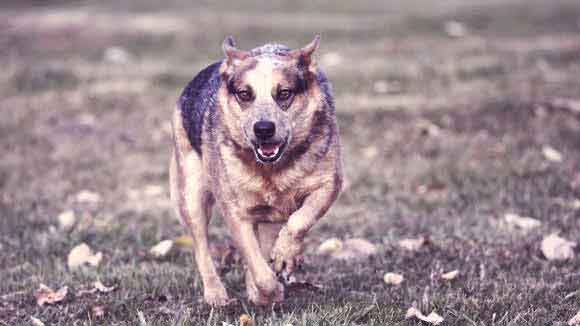 Stop Australian Cattle Dog Nipping and 