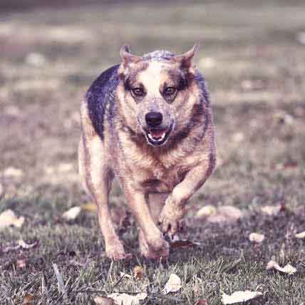 cattle dog nipping