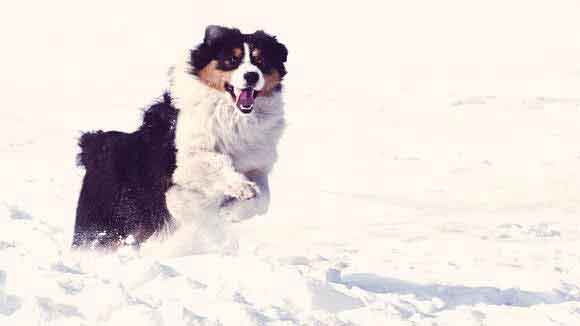 Australian Shepherd Weight Chart